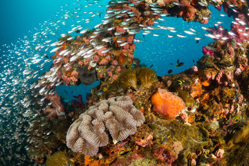 Vibrant coral reef with hundreds of glass fish at the SS Yongala ship wreck, Great Barrier Reef,...