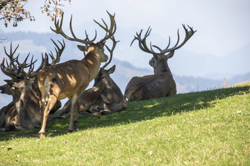 Red Deer,  Cervus elaphus