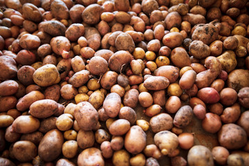Potato harvest in the cellar as a background