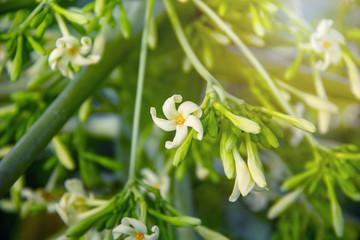 Lots of white flowers Blossoming of papaya tree in organic aggregate agriculture garden.