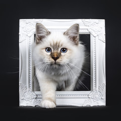 Beautiful tabby point Sacred Birman cat kitten stepping with white paw through a white picture frame looking at camera, isolated on black background