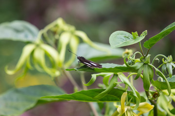 butterfly insect and Yellow Singapore daisy flower