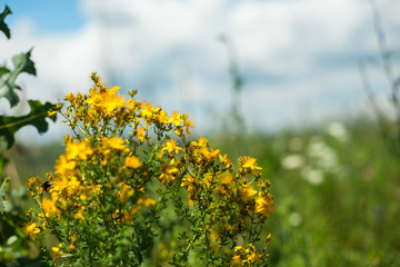 field of yellow flowers