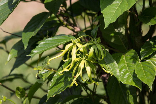 yellow desmos chinensis flower