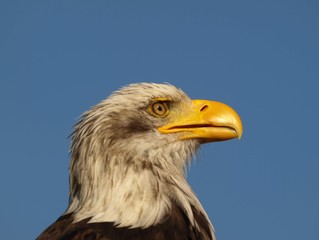 Weißkopfseeadler