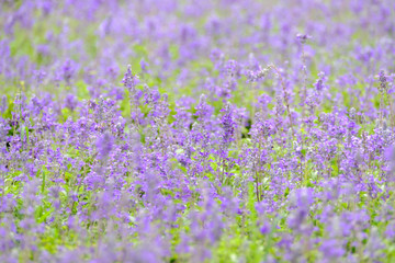 Obraz premium Flowers in the park
