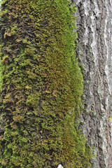green moss on a tree