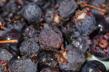 Amelancher ripe berries as a background