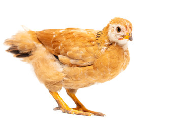 Portrait of an orange chick on a white background