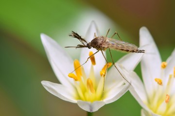 Mosquito drinking nectar pollinating false garlic wildflower insect nature Springtime pest control.	
