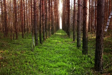 Path to light through a red pine on the green grass.