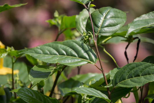 Green leaf of yellow desmos chinensis flower