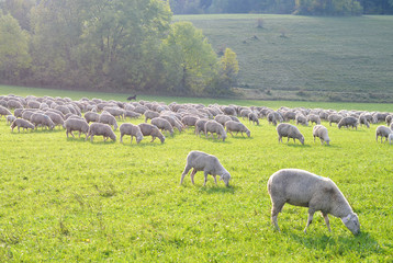 Obraz premium Schafherde im Abendlicht auf der schwäbischen Alb