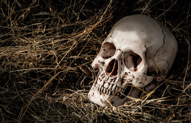Halloween and darkness theme. skull of human on dark pile straw background which has dim light and...