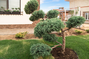 Fototapeta na wymiar Cloud pruned topiary tree.Bonsai tree. Garden design. Selective focus. 