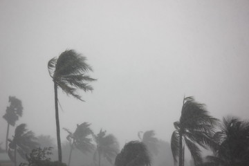 the rain storm impact coconut tree with gray sky background
