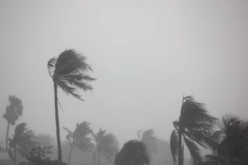 Keuken spatwand met foto the rain storm impact coconut tree with gray sky background © apithana