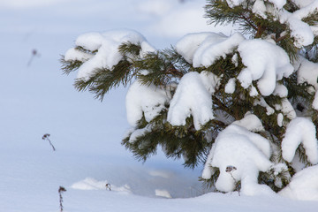 Snowy coniferous tree in the forest in winter