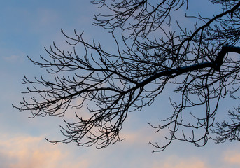 Naked branches on a tree against a sunset sun