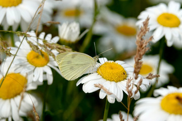 Small Cabbage White Butterfly on Ox-Eye Daisy Flower
