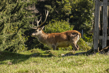 Red Deer,  Cervus elaphus