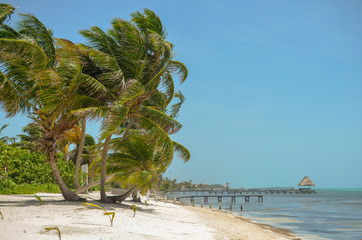 Palm trees on a beach