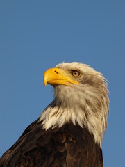 Weißkopfseeadler	
