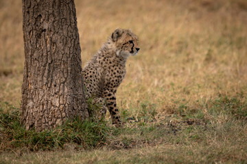Cheetah cub sits behind tree facing right