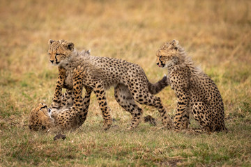 Cheetah cub sits as siblings play fight