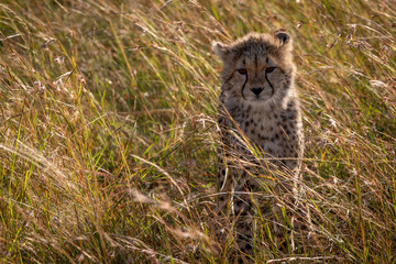 Cheetah cub sits facing camera in grass