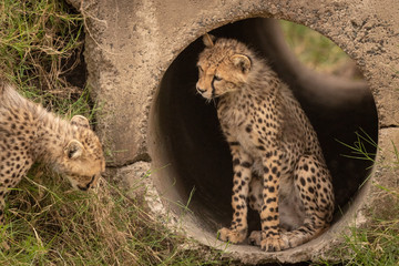 Fototapeta na wymiar Cheetah cub sits in pipe beside another