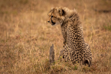 Cheetah cub sits in savannah looking left