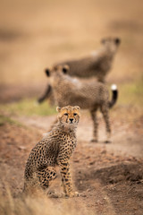 Cheetah cub sits on track with others