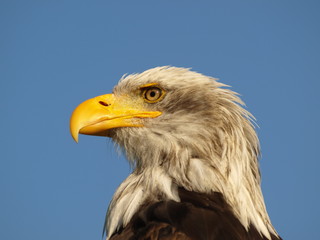 Weißkopfseeadler