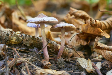 mushrooms growing in the autumn forest
