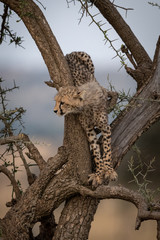 Cheetah cub stands in tree looking left