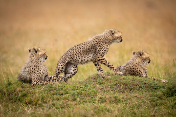Cheetah cub stands up with two siblings