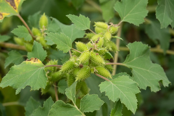 Spiny Cocklebur Fruits 