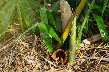 Bamboo shoot in In Organic agriculture garden growing up from a straw-filled ground.