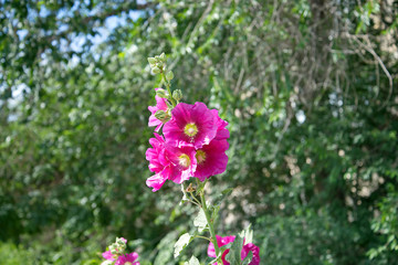 Obraz premium Мальва