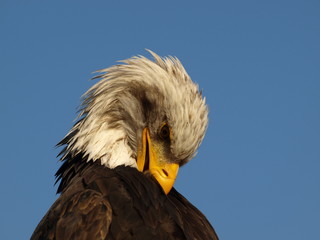 Weißkopfseeadler