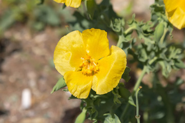 Yellow horned poppy (or Glaucium flavum Crantz).
