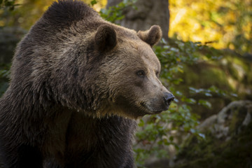 Fototapeta premium bear