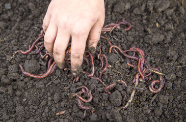 hand collects red worms