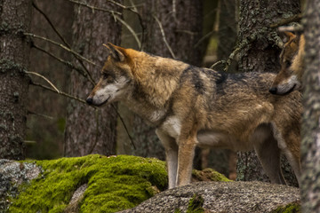 wolf in Srni