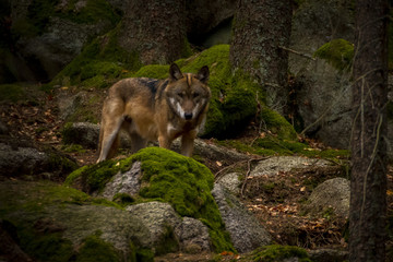 wolf in Srni