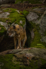 Fototapeta na wymiar wolf in Srni