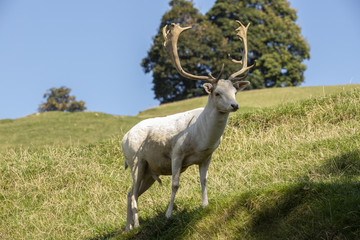 Fallow Deer, Dama dama