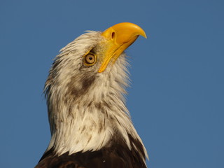 Obraz premium Weißkopfseeadler