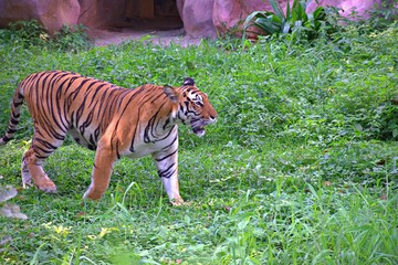 TIGER WALKING IN ZOO